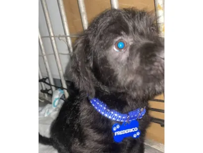 Cachorro raça Poodle idade 2 a 6 meses nome Frederico 