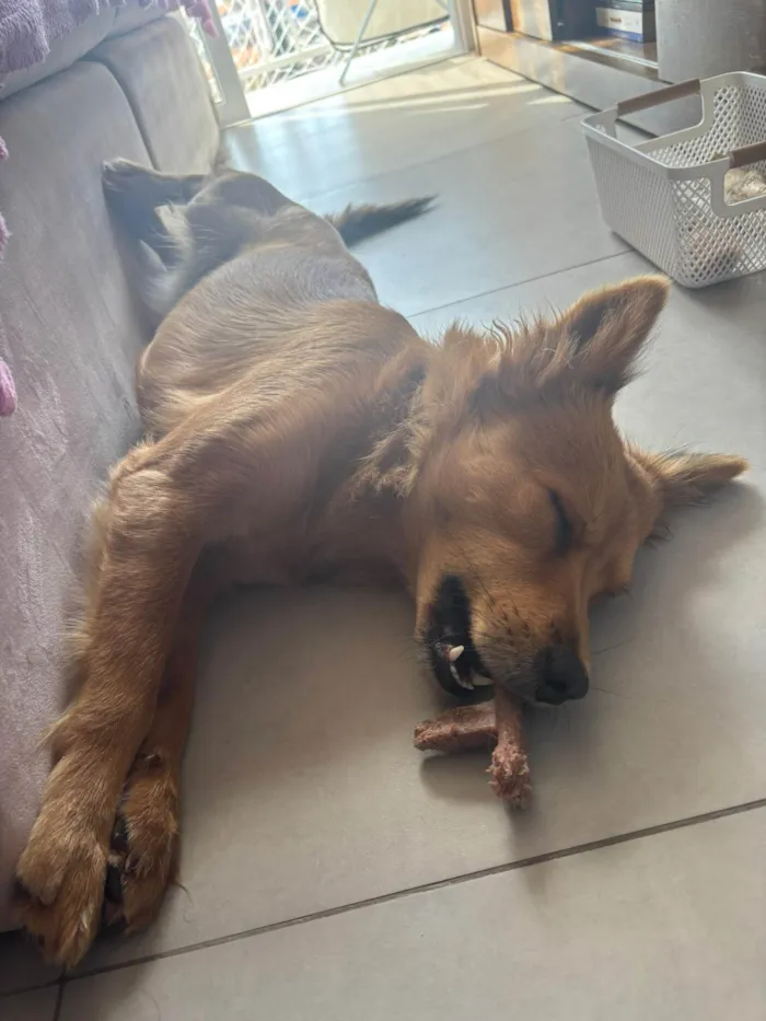 Cachorro ra a SRD-ViraLata idade 1 ano nome Maggie