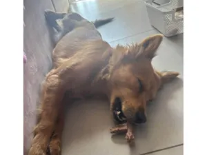 Cachorro raça SRD-ViraLata idade 1 ano nome Maggie