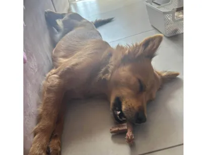 Cachorro raça SRD-ViraLata idade 1 ano nome Maggie