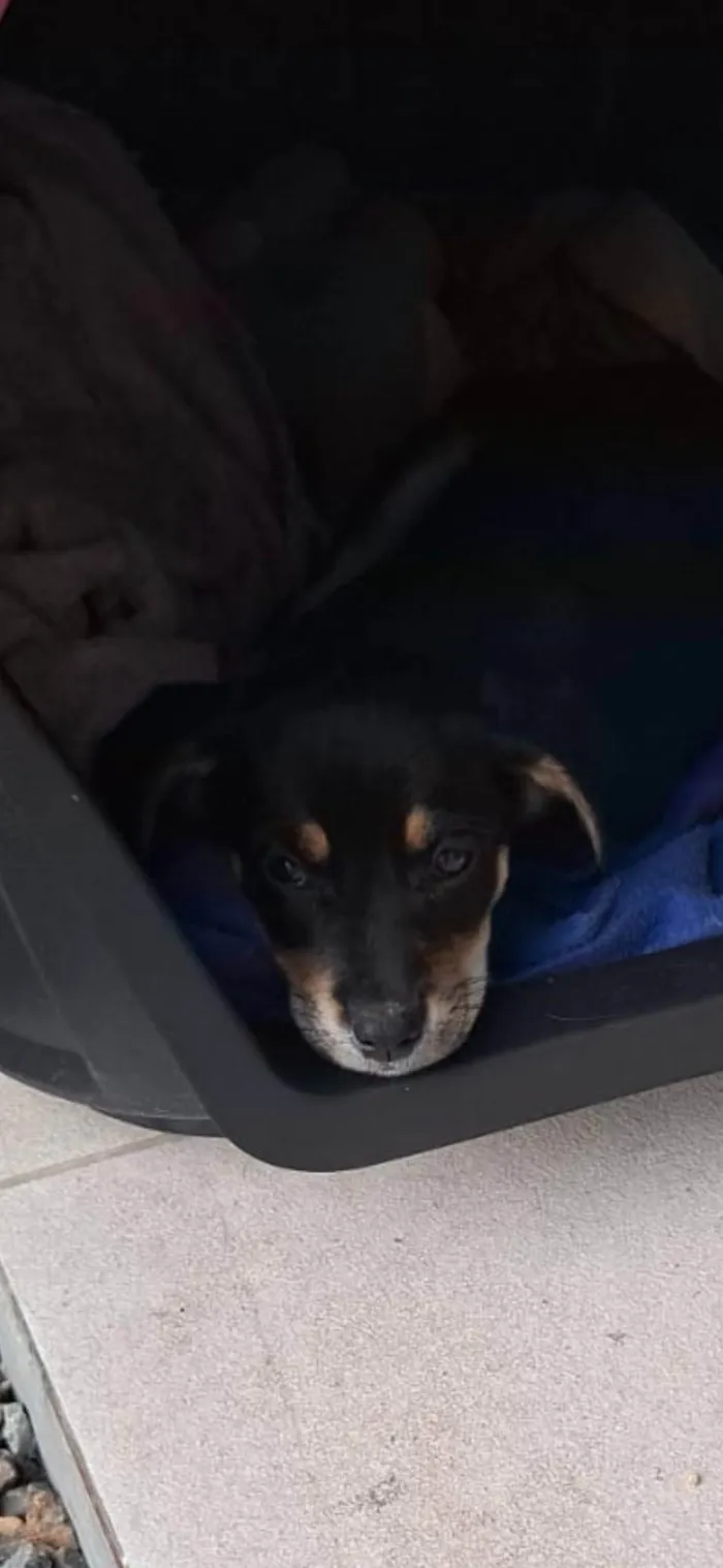 Cachorro ra a SRD-ViraLata idade 2 a 6 meses nome Nao coloquei nome