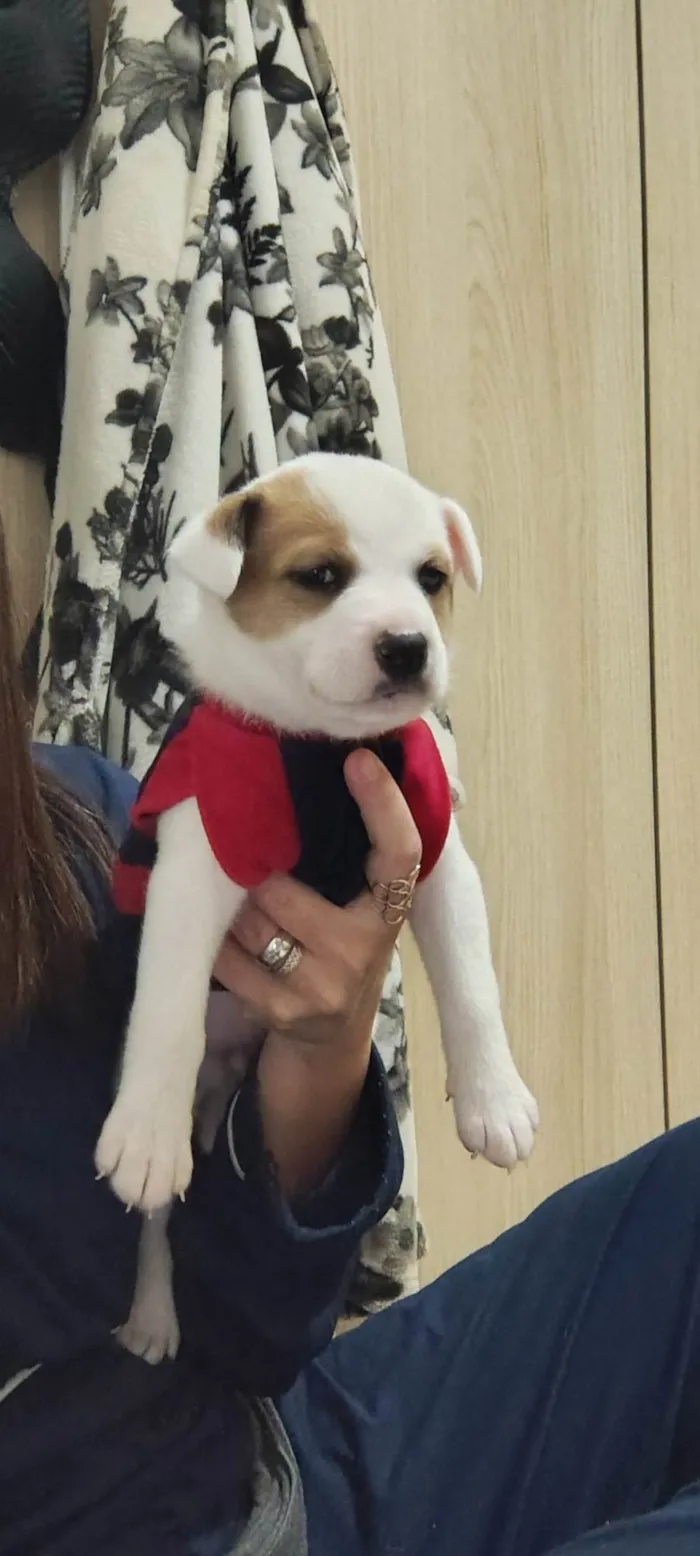 Cachorro ra a SRD-ViraLata idade Abaixo de 2 meses nome Sem nome