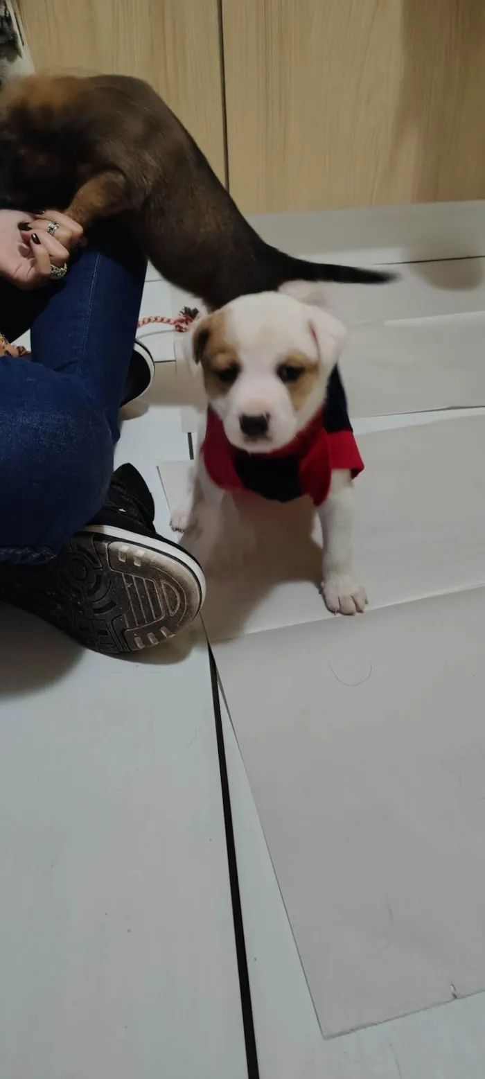 Cachorro ra a SRD-ViraLata idade Abaixo de 2 meses nome Sem nome