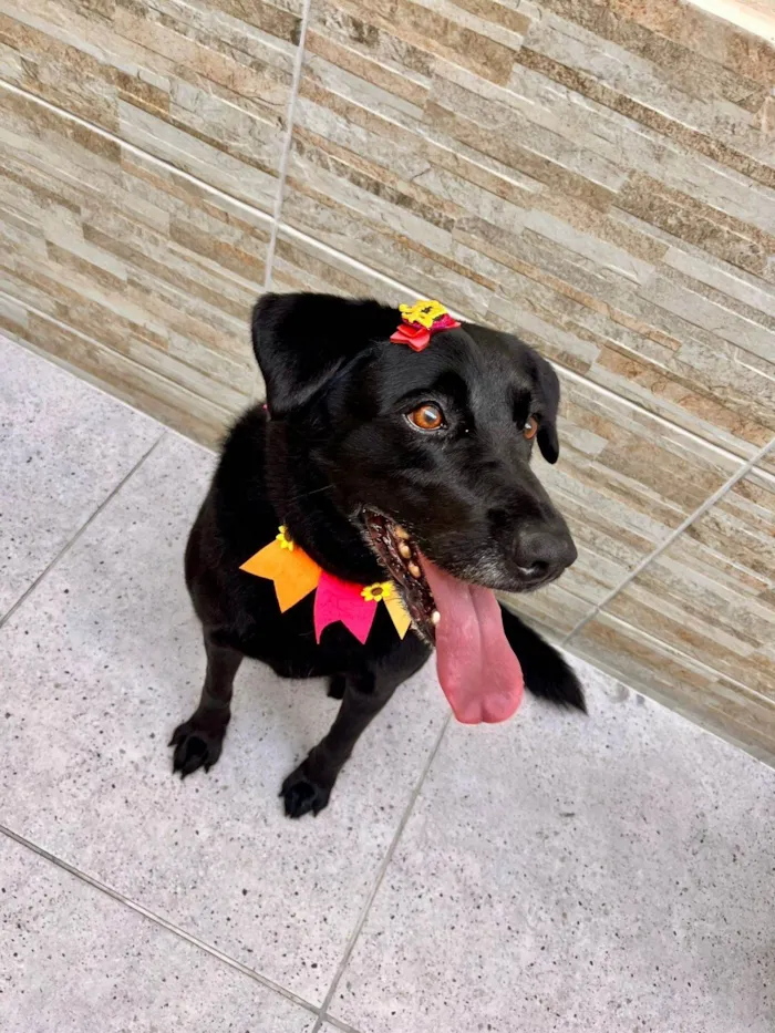 Cachorro ra a SRD-ViraLata idade 7 a 11 meses nome Pérola 