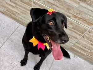Cachorro raça SRD-ViraLata idade 7 a 11 meses nome Pérola 