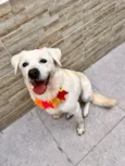 Mel 