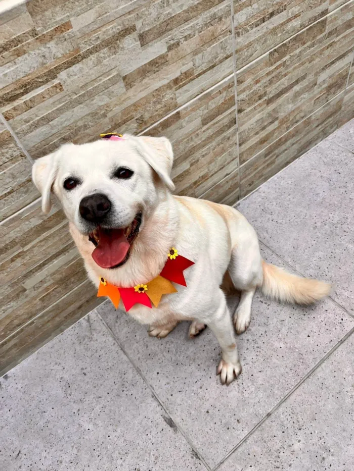 Cachorro ra a SRD-ViraLata idade 6 ou mais anos nome Mel 