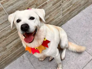 Cachorro raça SRD-ViraLata idade 6 ou mais anos nome Mel 