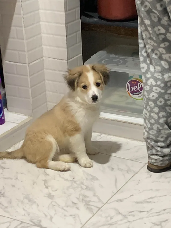 Cachorro ra a SRD-ViraLata idade 2 a 6 meses nome Tiffany