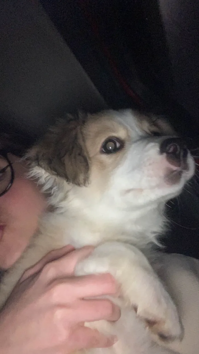 Cachorro ra a SRD-ViraLata idade 2 a 6 meses nome Tiffany