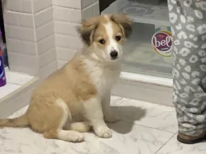 Cachorro raça SRD-ViraLata idade 2 a 6 meses nome Tiffany