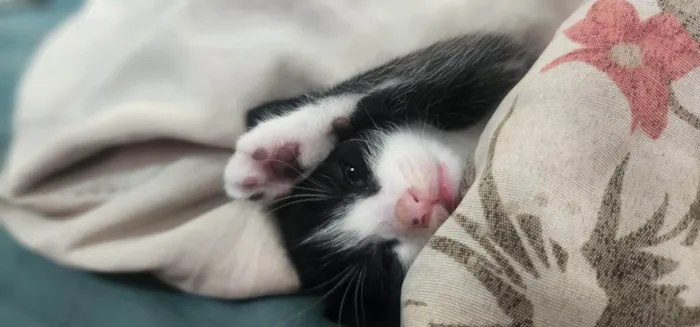 Gato ra a SRD-ViraLata idade 2 a 6 meses nome Filhote 