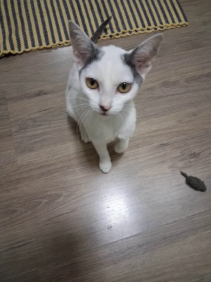 Gato ra a SRD-ViraLata idade 7 a 11 meses nome Beijinho