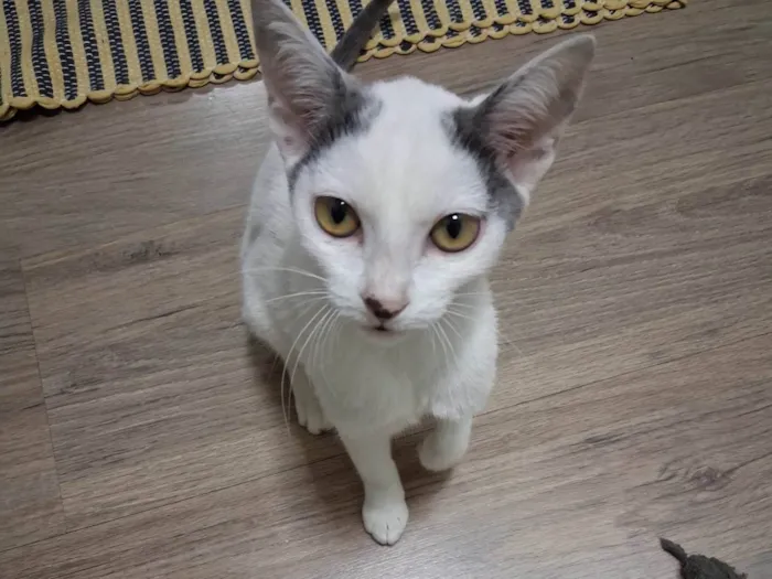 Gato ra a SRD-ViraLata idade 7 a 11 meses nome Beijinho