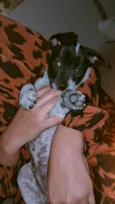 Apollo