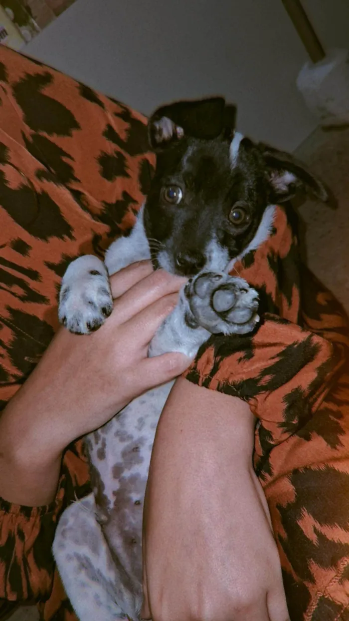 Cachorro ra a SRD-ViraLata idade 2 anos nome Apollo