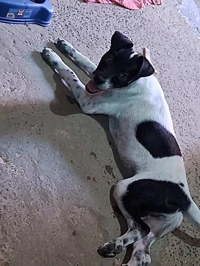 Cachorro ra a SRD-ViraLata idade 2 anos nome Apollo