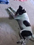 Apollo
