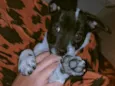 Apollo