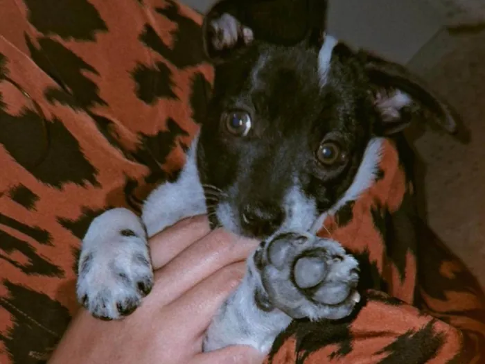 Cachorro ra a SRD-ViraLata idade 2 anos nome Apollo