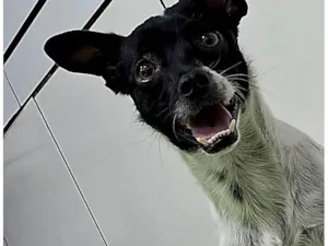 Cachorro raça SRD-ViraLata idade 2 anos nome Apollo