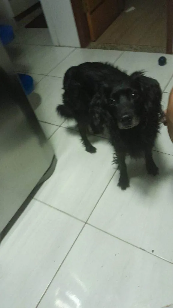 Cachorro ra a SRD-ViraLata idade 2 a 6 meses nome Falar com Tiago - Whats 11 99245-3799