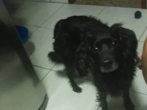 Cachorro raça SRD-ViraLata idade 2 a 6 meses nome Falar com Tiago - Whats 11 99245-3799