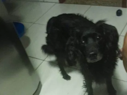 Cachorro raça SRD-ViraLata idade 2 a 6 meses nome Falar com Tiago - Whats 11 99245-3799
