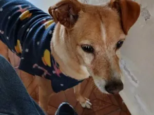 Cachorro raça SRD-ViraLata idade 2 a 6 meses nome Falar com Adriel - Whats 11 97143-8849
