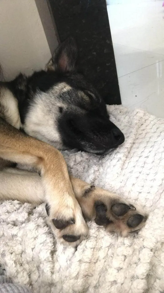Cachorro ra a SRD-ViraLata idade 2 a 6 meses nome Falar com Rosana - Whats 11 97558-0666