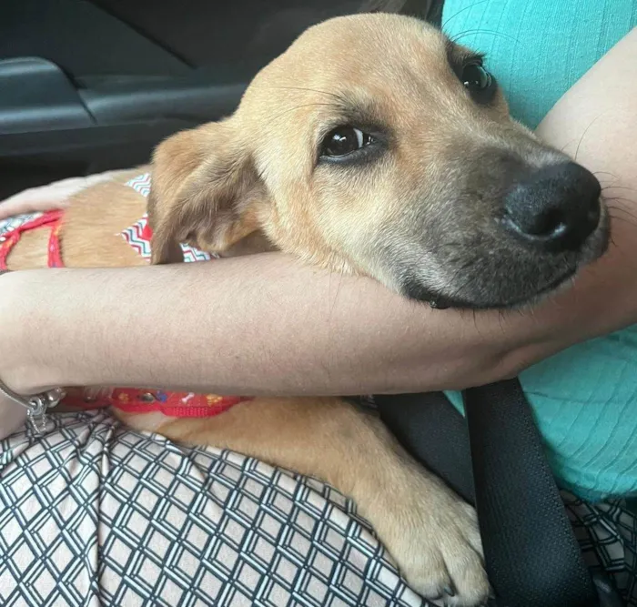 Cachorro ra a SRD-ViraLata idade 2 a 6 meses nome Falar com Rosana - Whats 11 97558-0666