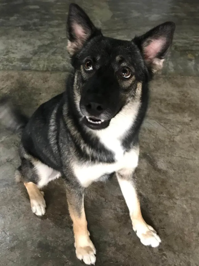 Cachorro ra a SRD-ViraLata idade 2 a 6 meses nome Falar com Rosana - Whats 11 97558-0666