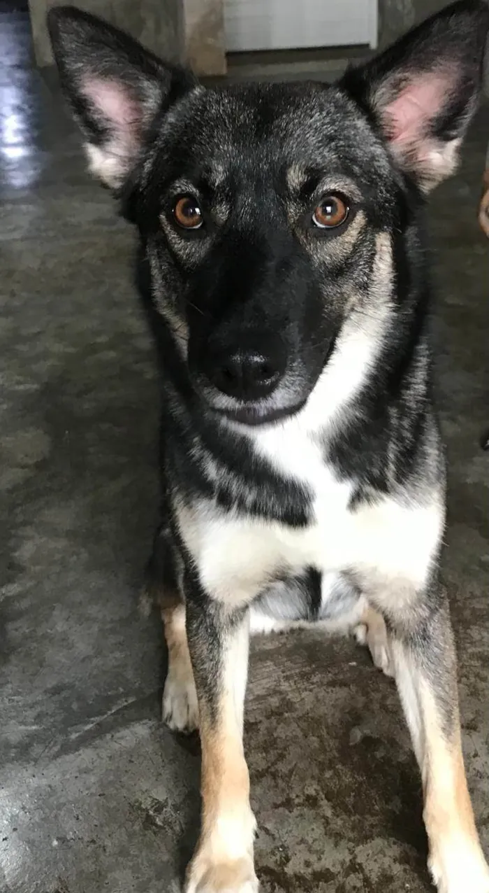 Cachorro ra a SRD-ViraLata idade 2 a 6 meses nome Falar com Rosana - Whats 11 97558-0666
