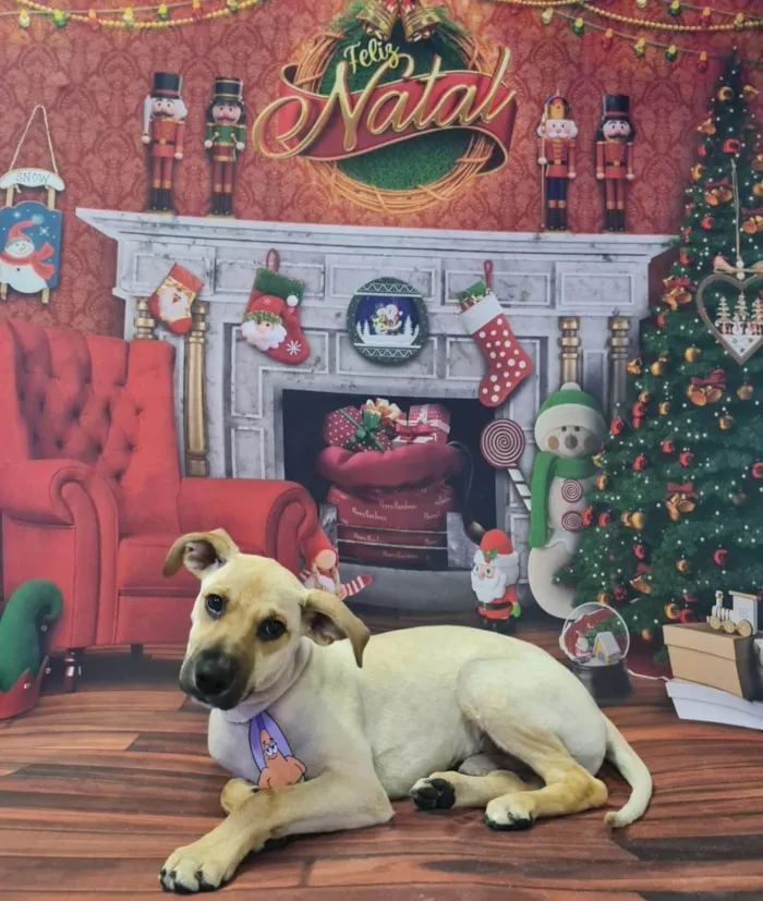 Cachorro ra a SRD-ViraLata idade 2 a 6 meses nome Falar com Rosana - Whats 11 97558-0666