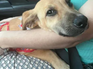 Cachorro raça SRD-ViraLata idade 2 a 6 meses nome Falar com Rosana - Whats 11 97558-0666