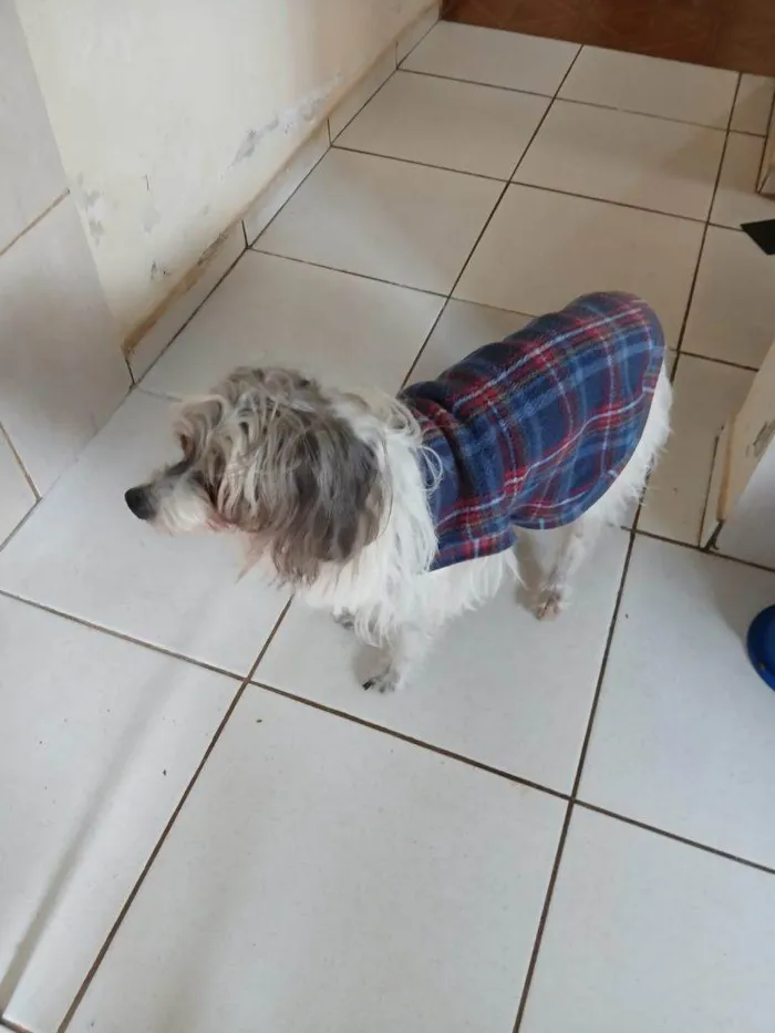Cachorro ra a SRD-ViraLata idade 2 a 6 meses nome Falar com Adriel - Whats 11 97143-8849