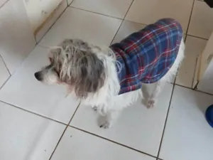 Cachorro raça SRD-ViraLata idade 2 a 6 meses nome Falar com Adriel - Whats 11 97143-8849