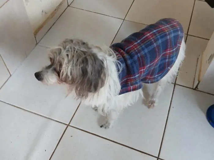 Cachorro ra a SRD-ViraLata idade 2 a 6 meses nome Falar com Adriel - Whats 11 97143-8849