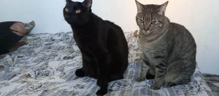 Gato ra a SRD-ViraLata idade 2 a 6 meses nome Falar com Carla - Whats 11 99233-2162
