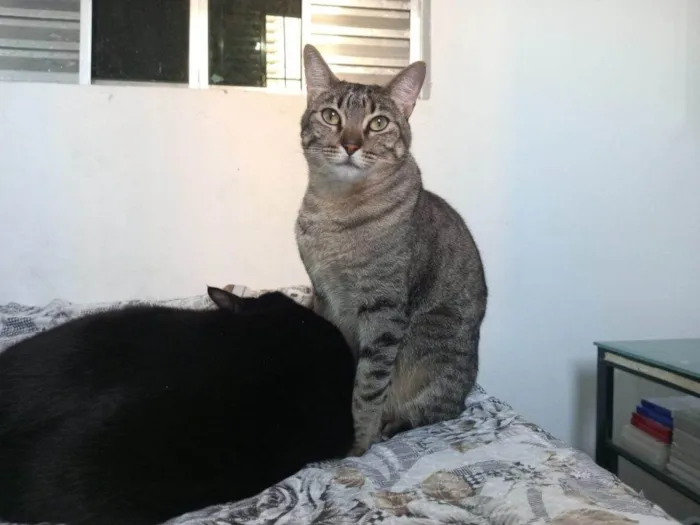 Gato ra a SRD-ViraLata idade 2 a 6 meses nome Falar com Carla - Whats 11 99233-2162