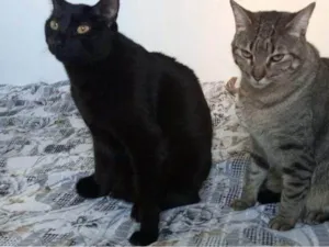 Gato raça SRD-ViraLata idade 2 a 6 meses nome Falar com Carla - Whats 11 99233-2162