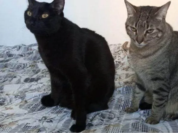 Gato ra a SRD-ViraLata idade 2 a 6 meses nome Falar com Carla - Whats 11 99233-2162