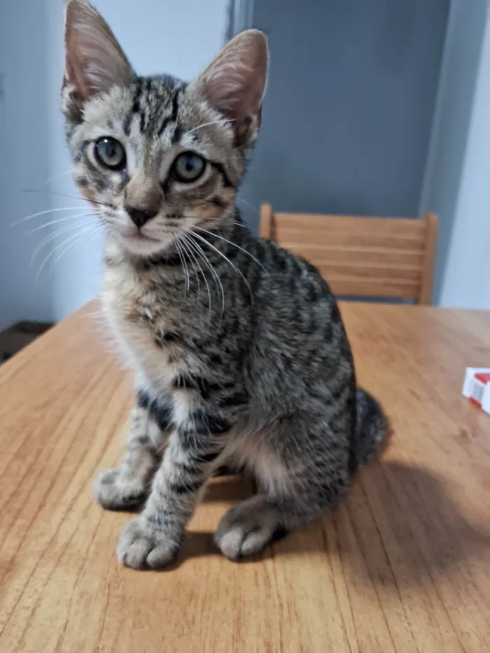 Gato ra a SRD-ViraLata idade 2 a 6 meses nome Chamby 