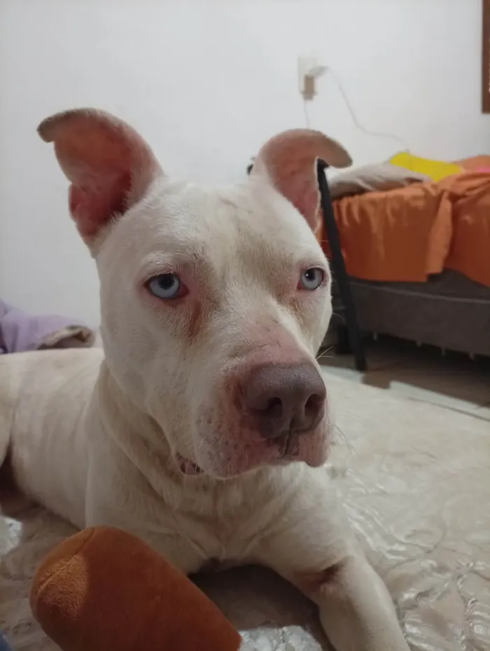 Cachorro ra a Pit-Bull idade 7 a 11 meses nome Não tem nome 