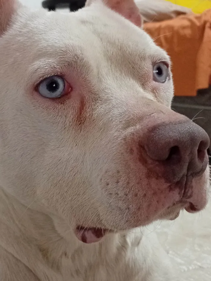 Cachorro ra a Pit-Bull idade 7 a 11 meses nome Não tem nome 