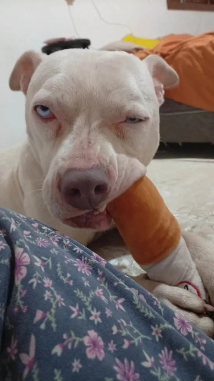 Cachorro ra a Pit-Bull idade 7 a 11 meses nome Não tem nome 