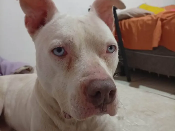 Cachorro ra a Pit-Bull idade 7 a 11 meses nome Não tem nome 