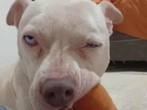 Cachorro raça Pit-Bull idade 7 a 11 meses nome Não tem nome 