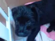 Frederico 