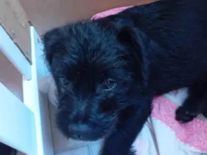 Cachorro raça Poodle idade 2 a 6 meses nome Frederico 